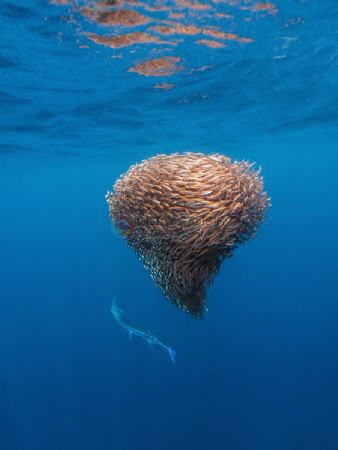 Longnose Needlefish hunting on a baitball of schooling fi... by Oktay Calisir 