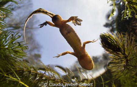 male newt - croc style
freshwater Germany by Claudia Weber-Gebert 