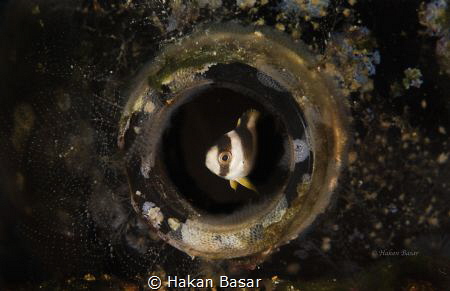 A small fish hide itself into the bottle.. by Hakan Basar 