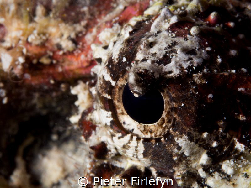 eye of the stonefish by Pieter Firlefyn 
