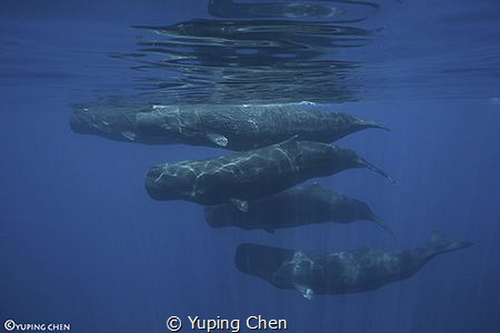 The Happy Pod/ Sperm Whale, Sri Lanka,Canon 5D MarkIII, 1... by Yuping Chen 