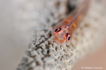 whip coral goby, no crop image taken with additional macr... by Raffaele Livornese 