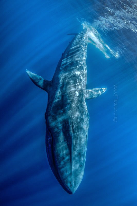 Balaenoptera musculus - Blue Whale by Wayne Jones 