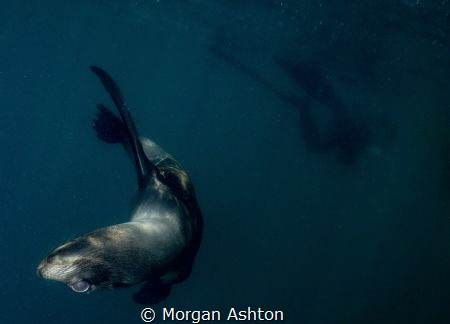 Sea Lion Cub off San Diego giving me the upside-down eye. by Morgan Ashton 