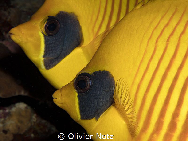Masked Butteflyfish / Chaetodon semilarvatus by Olivier Notz 