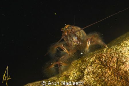 Bamboo shrimp in  a rainforest plunge pool by Arun Madisetti 