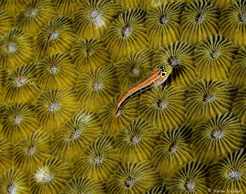 Goby on coral by Norm Vexler 