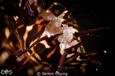 The Egg Of The Ornate ghost pipefish (Solenostomus parado... by Simon Chong 
