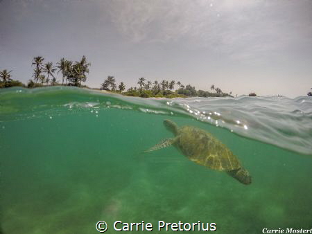 "Close to shore"
Taken whilst snorkelling with a Green t... by Carrie Pretorius 