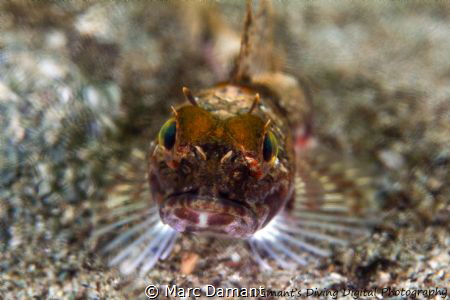 A Sculpin in the fresh and salt water interchange makes f... by Marc Damant 
