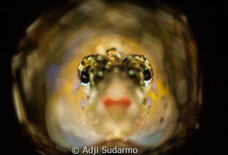 red lips from gobby celebes :) by Adji Sudarmo 