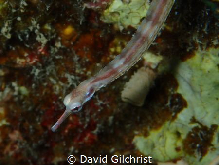 Pipefish (Corythoichthys flavofasciatus) strikes  pose fo... by David Gilchrist 