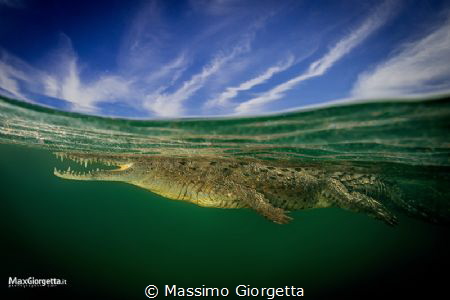 the crocodile by Massimo Giorgetta 