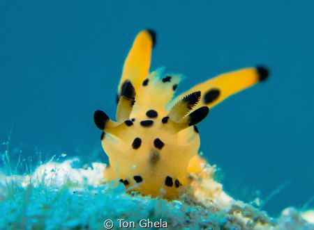 INTO THE BLUE
PICACHU ( Thecacera sp.} by Ton Ghela 