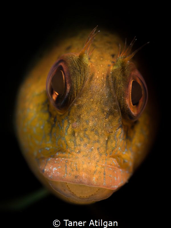Snooted blenny by Taner Atilgan 