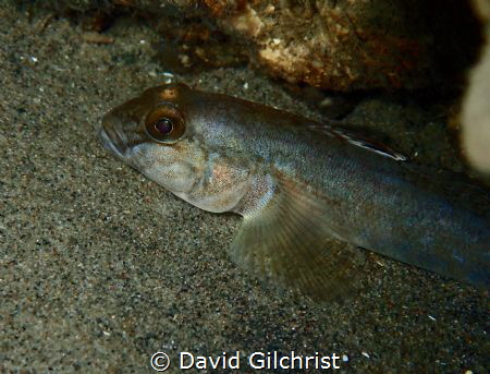 A Round Goby resting on the bottom of the Niagara River by David Gilchrist 
