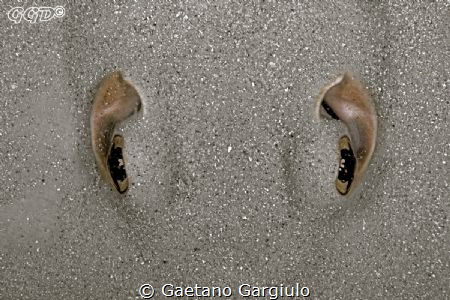 Hey!!!! watch your fins!!! by Gaetano Gargiulo 