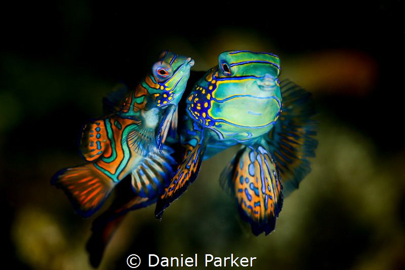 MANDARIN MATING DANCE by Daniel Parker 