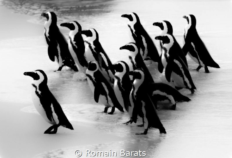black and white stripes army by Romain Barats 