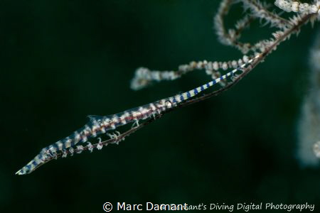 A Blade Shrimp resting on a branch. 100mm macro by Marc Damant 