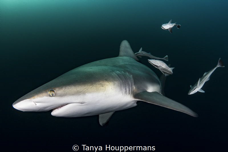 'Flyby' - A blacktip shark passes by with a group of remo... by Tanya Houppermans 