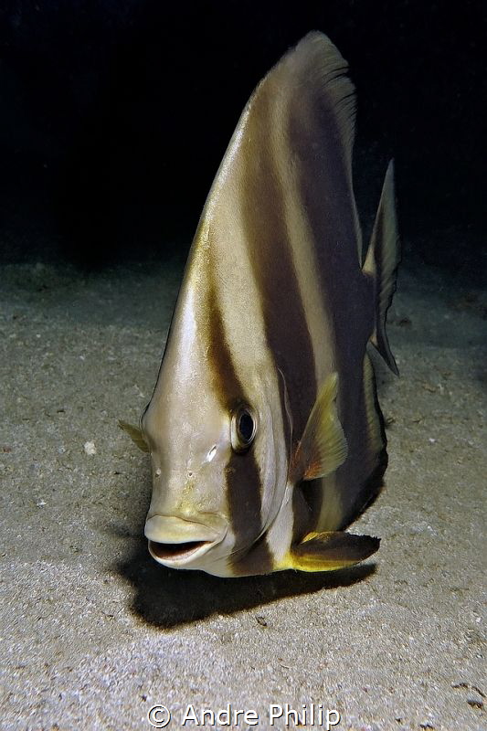 "What a cute face" - A Circular batfish (Platax orbicularis) by Andre Philip 