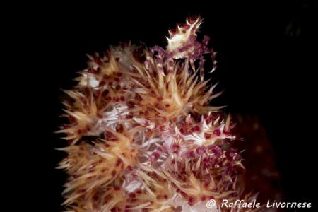 a couple of candy crabs on the softcoral by Raffaele Livornese 