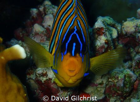 Head on with a Royal Angelfish in the Red Sea. by David Gilchrist 