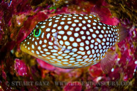 Hawaiian White Spotted Toby by Stuart Ganz 