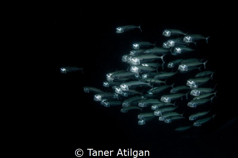 Mackerels at night dive by Taner Atilgan 