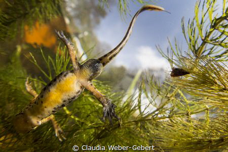 Yoga for newts ... a fun shot in my pond, the "making of"... by Claudia Weber-Gebert 