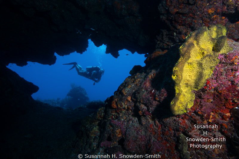 A diver explores a colorful swim through at Cinderella's ... by Susannah H. Snowden-Smith 