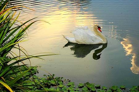 Beautiful afternoon when i saw this beautiful bird swim by. by Shawn Jackson 