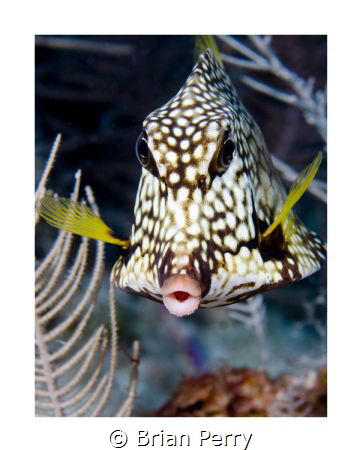 Smooth Trunkfish, Key Largo Florida by Brian Perry 