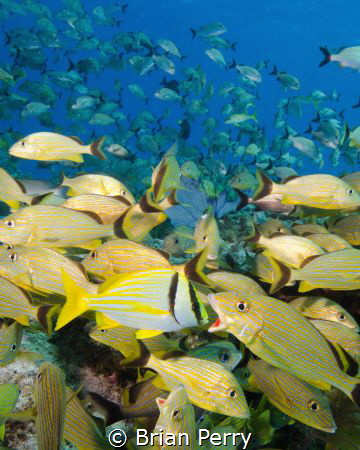Blue Striped Grunts conversing with a Pork Fish - Key Lar... by Brian Perry 