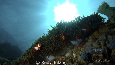 sunbathing nemo by Rudy Tulang 