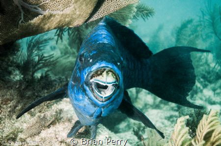 Midnight Parrotfish by Brian Perry 