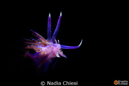 This shoot is take by Grotta Byron dive site in Porto Ven... by Nadia Chiesi 