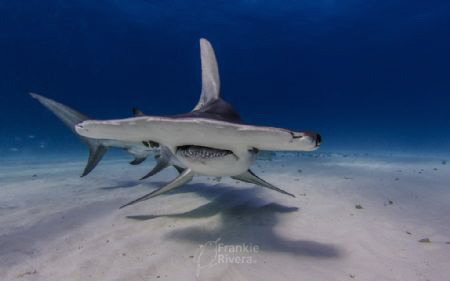 A beautiful Great Hammerhead Shark by Frankie Rivera 