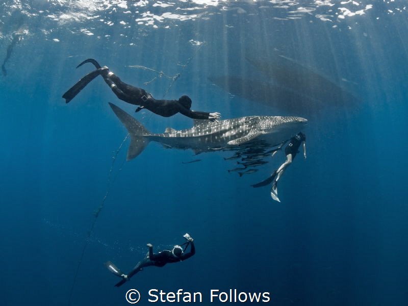 Baby on board ... !

Whale Shark - Rhincodon typus

S... by Stefan Follows 