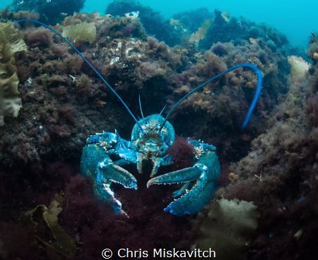 Blue Lobsters are a rare sight....But times you can find ... by Chris Miskavitch 
