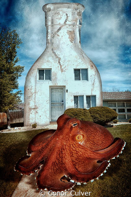 "Coconut Octopus House" the coconut octopus often uses bo... by Conor Culver 