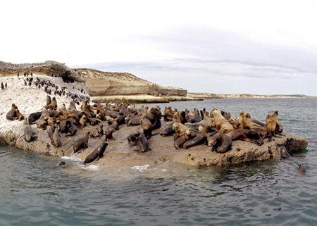 Seals, Patagonia - Puerto Pirámides by Ralf Levc 