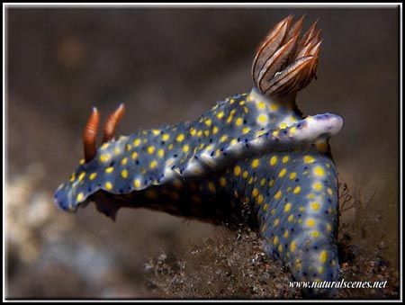 Tulamben has some very good looking nudis like this paint... by Yves Antoniazzo 