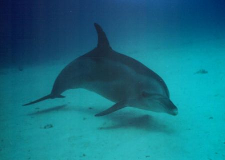 hover, while teaching students to hover a dolphin came by... by David Thompson 