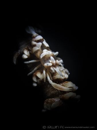 S N O O D 
Whip Shrimp on Whip Coral (Pontonides uncigar... by Irwin Ang 