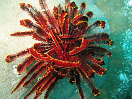 Beautifully coloured feather star in Raja Ampat by Dawn Watson 