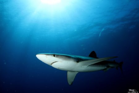 Blue Shark, Pico by Daniel Strub 