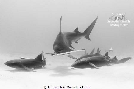 A hammerhead splits a grouping of nurse sharks as it crui... by Susannah H. Snowden-Smith 