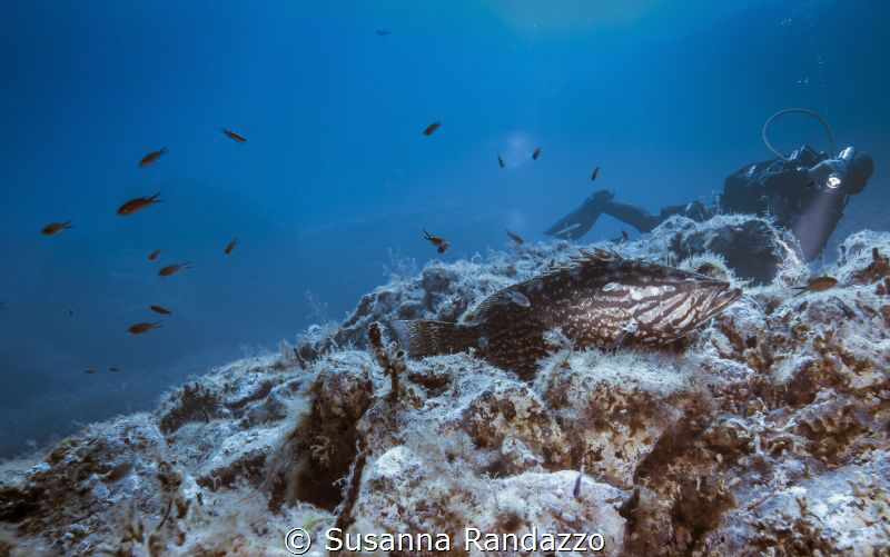 Mediterranean grouper by Susanna Randazzo 